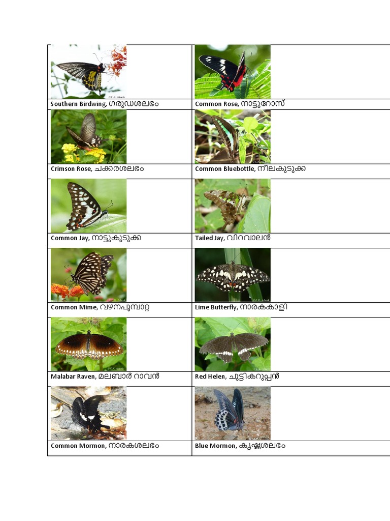 Butterflies New | PDF