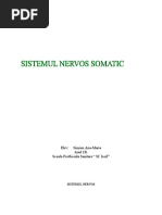 Download Sistemul Nervos Somatic by Ana Karisia SN44243423 doc pdf