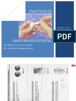 Practicas de Anatomia Bucodental
