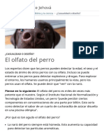 El Olfato Del Perro - ¿Casualidad o Diseño