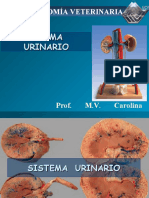 Sistema Urinario Prof Carolina Maldonado