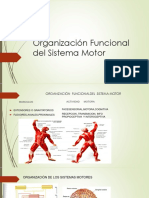 Control Nervioso Del Sistema Motor