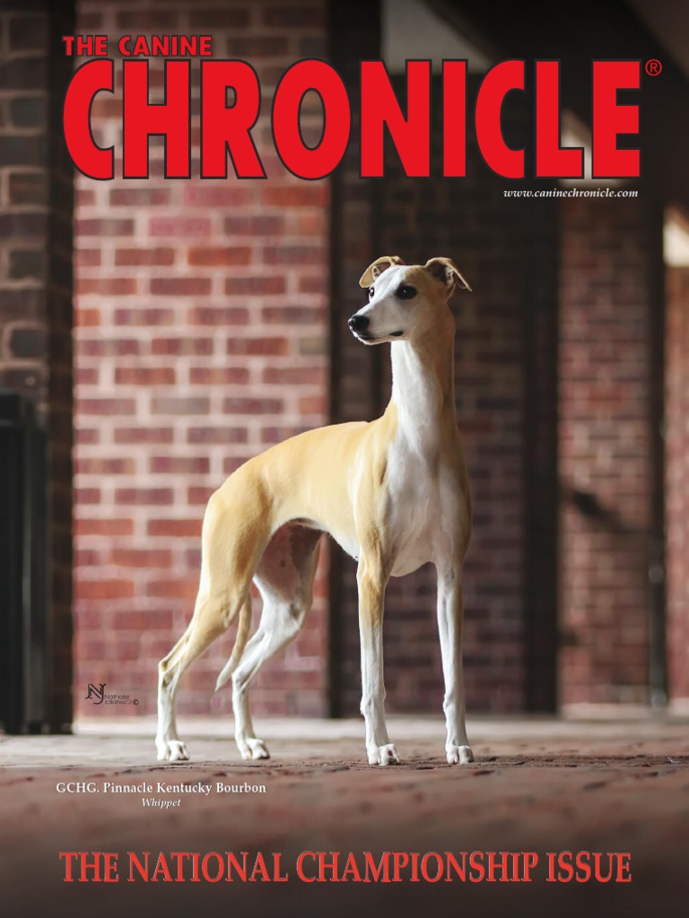 Canine Chronicle Nov 2019 PDF, PDF, Conformation Show