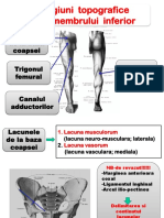 Reg Topografice Ale Membrului Inf