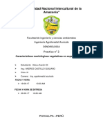 ostua dendro 02.docx