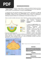 diferenciação funcional