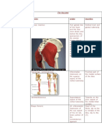 The hip joint muscles and movements