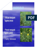 VSF 231 Flori Lect 16 Marigold