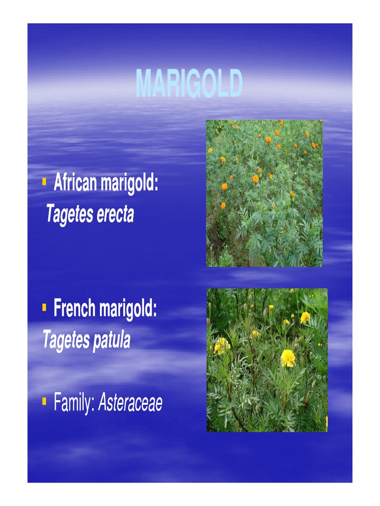 VSF 231 Flori Lect 16 Marigold | PDF | Plants | Horticulture And Gardening