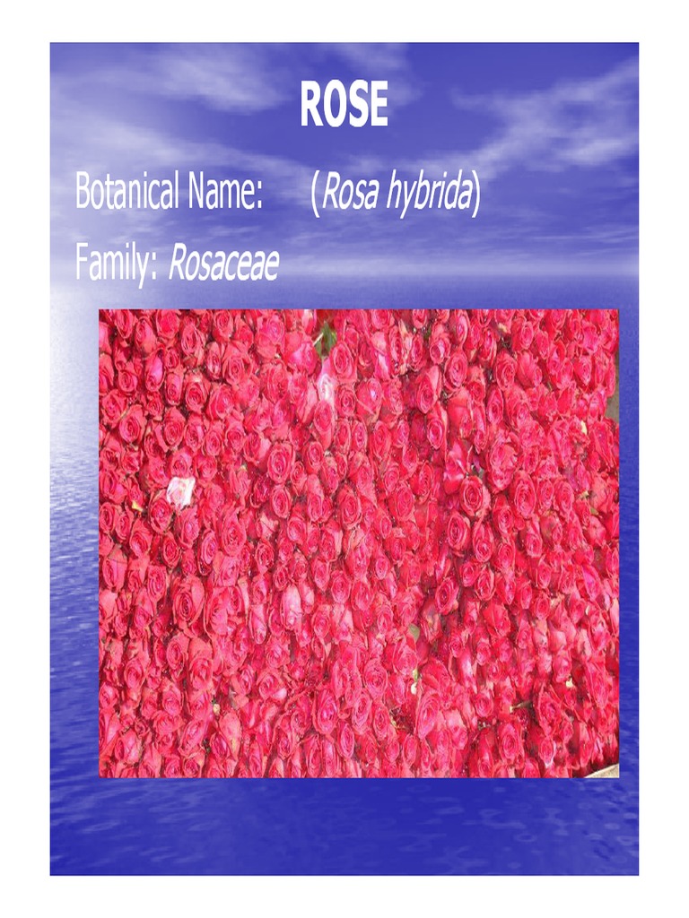 VSF 231 Flori Lect 12 Rose | PDF | Rose | Landscape Architecture