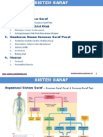 Anatomi Fisiologi Sistem Saraf Manusia