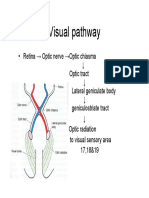 Visual pathway.pdf