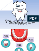 牙齿的种类与功能