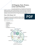 Human Cell Diagram and Sickle Cell.pdf