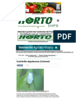 Cochinilla Algodonosa (Cotonet) - Hortoinfo PDF