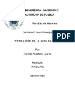 desarrollo de la cara.docx