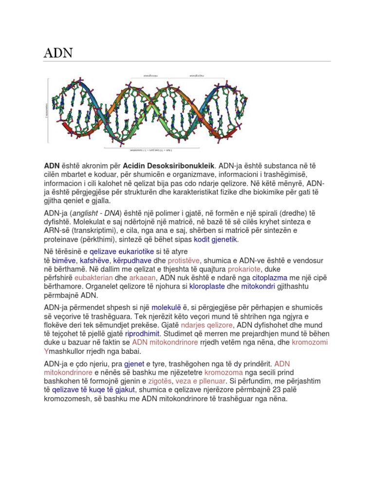 ADN | PDF