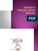 Anatomi & Fisiologi Sistem Urologi