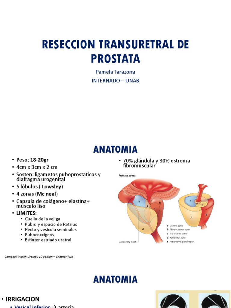 inervacion de la prostata pdf