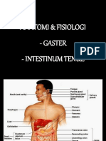 Anatomi & Fisiologi Gaster Dan Intestinal