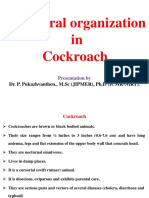 Structural Organization in Cockroach