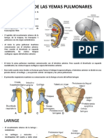 Embrio Sistema Respiratorio