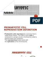 Prokaryotic Cell1