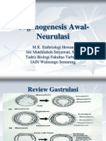 Organogenesis Awal - Neurulasi