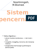 Sistem Pencernaan