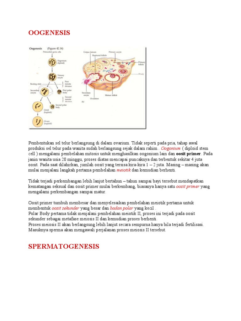 Proses Oogenesis pada Wanita | PDF