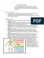 Skeletal System Notes