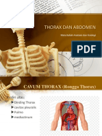 Anatomi Fisiologi-Thorax Abdomen