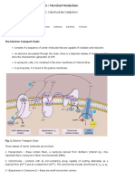 Electron Transport Chain