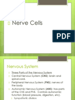 8a nerve cells.pdf