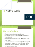 8a Nerve Cells PDF