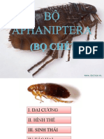 BỘ APHANIPTERA (BỌ CHÉT) - NHÓM 71