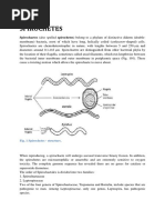 SPIROCHETES