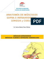 Plantilla de Músculos Suprahioideos, Infrahioideos, Lengua y Del Cuello