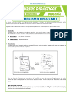 Metabolismo celular: autótrofos y heterótrofos