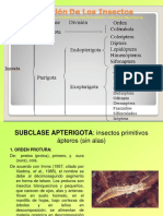 Insectos Ordenes Clase 3