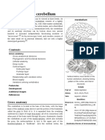 Anatomy_of_the_cerebellum