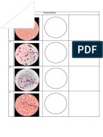 Protozoa