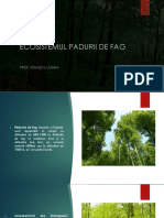 ecosistemul_padurii_de_fag.pptx