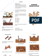 Ginger Production