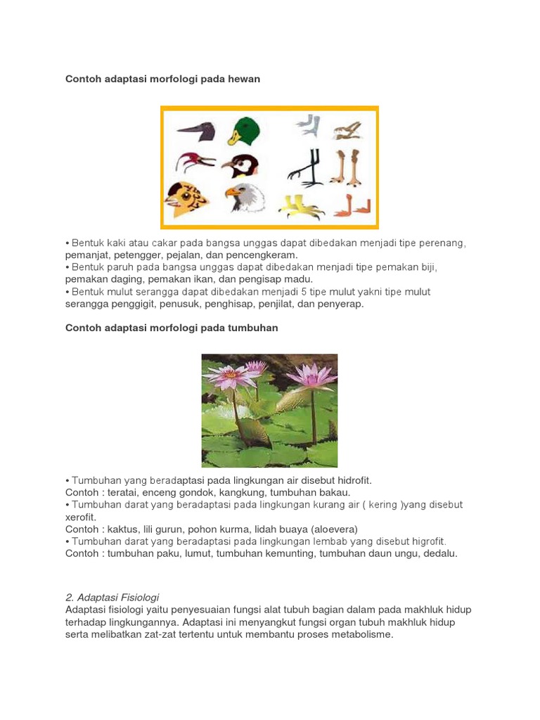 Adaptasi Pdf