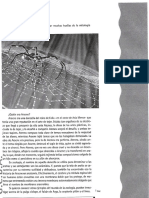 Aracne PDF