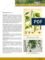 ABEDUL (Betula Pendula) PDF