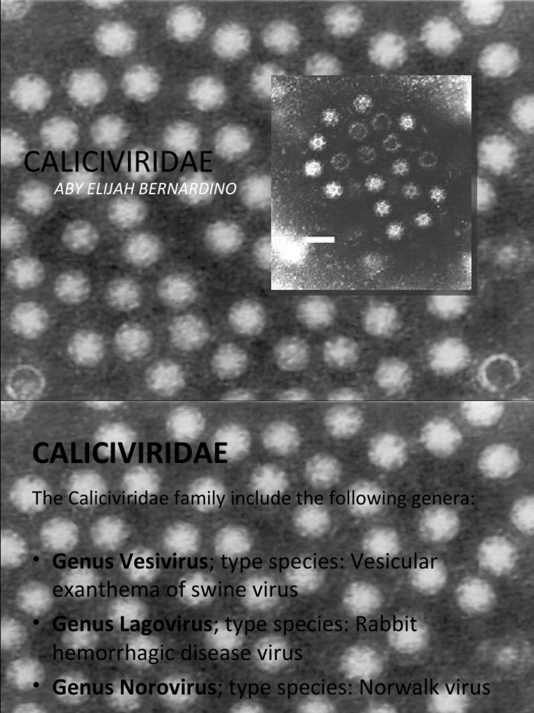 CALICIVIRIDAE PDF Veterinary Medicine