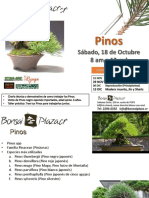 Pinos en Bonsai