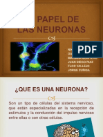 El Papel de Las Neuronas - Exposicion